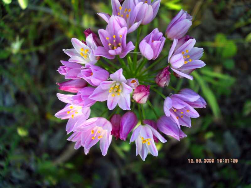 Allium roseum